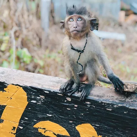 Monkey Bungalow